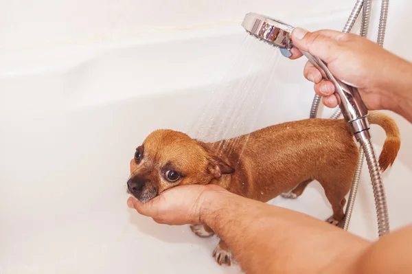 Hund tvättas i badkar — Stockfoto
