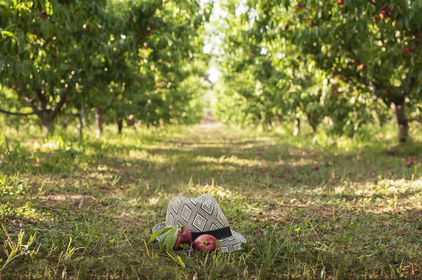 Cappello da contadino a terra — Foto Stock