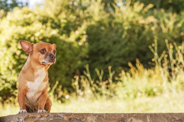 Puppy on bricks wall — Stock Photo, Image