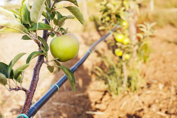 Grüner Apfel auf seinem Schaft mit schwarzer Bewässerungsleitung — Stockfoto