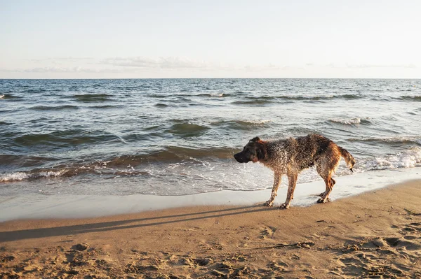 Sahilde Alman çoban