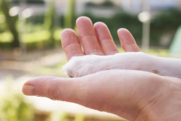 Man och valpen skakar hand och tass — Stockfoto