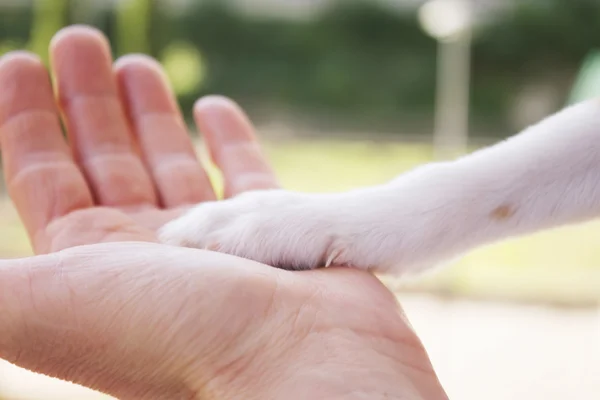 Мужчина и щенок пожимают друг другу руки и лапы — стоковое фото