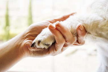 woman holding puppy's paw clipart