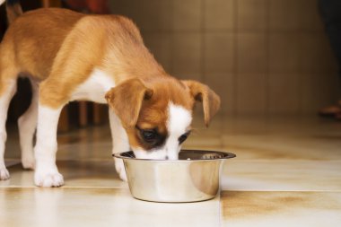 bir kapta içen köpek yavrusu