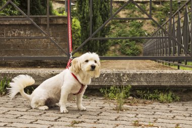 bir park yerinde terk köpek