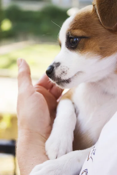 Kvinna med en hund — Stockfoto