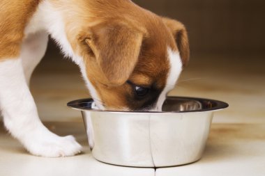 bir kapta içen köpek yavrusu