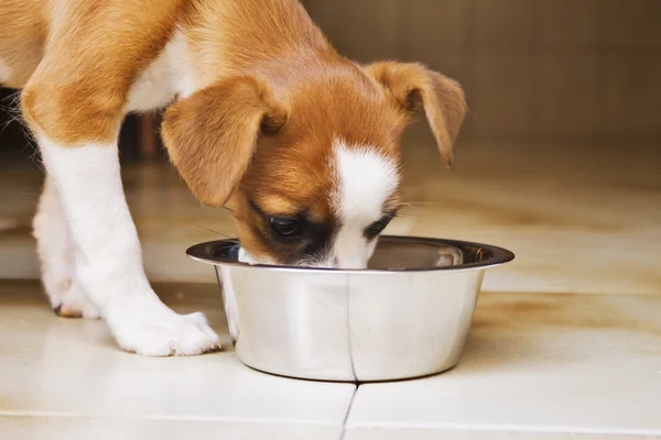 Pequeño cachorro que está bebiendo en un tazón — Foto de Stock