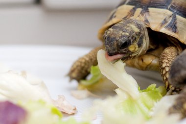 Salata üzerinde turtle
