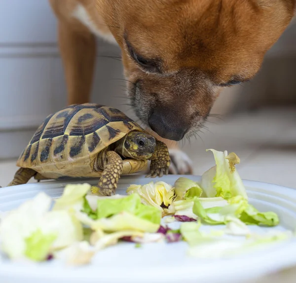 Sköldpadda och hund — Stockfoto