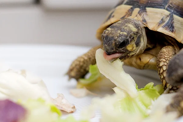 カメのサラダ — ストック写真