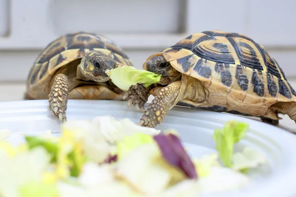 Twee schildpadden in competitie — Stockfoto