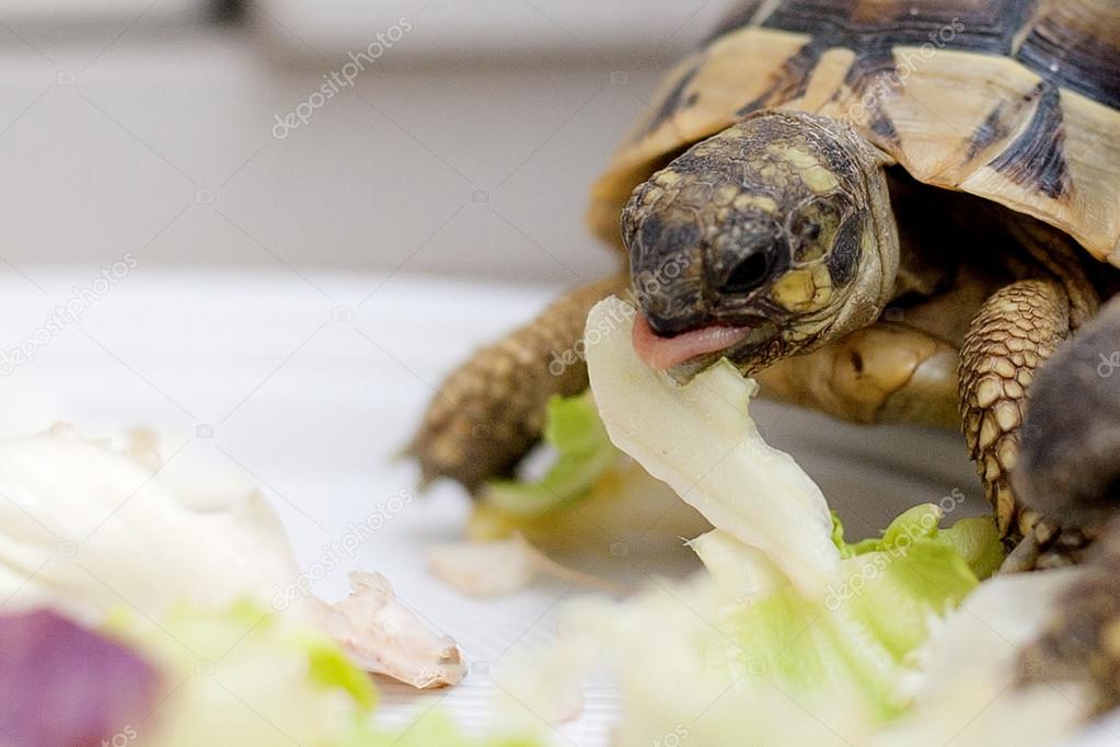 Turtle on salad