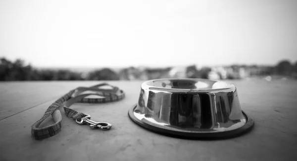 petfood in a black and white bowl