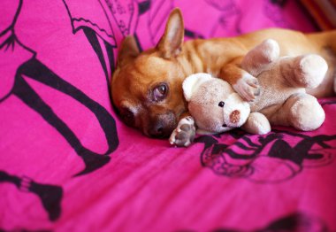 hayvan arkadaşlar ve rüyalar