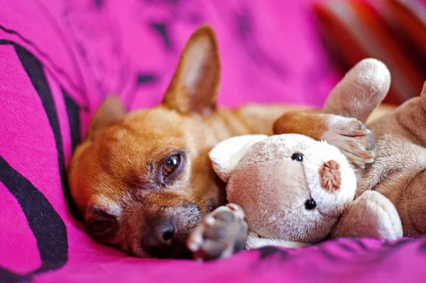 Dog and peluche — Stock Photo, Image