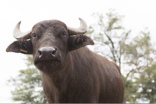 Criação de búfalos — Fotografia de Stock