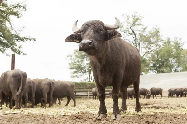 Buffalo breeding — стокове фото