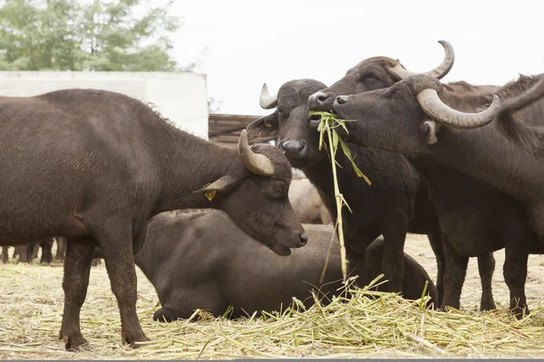 Buffalo breeding — Stock Photo, Image