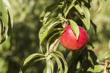 küçük kırmızı şeftali