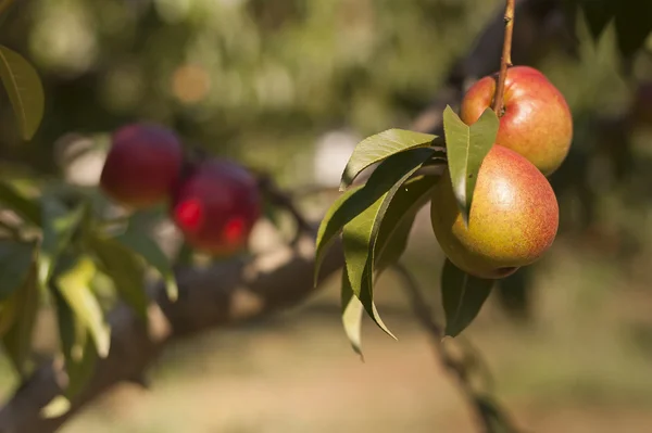 Bio red peach — стоковое фото