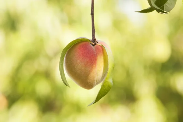 Персик на ветке с листьями — стоковое фото