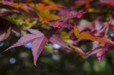 Sonbahar Yaprakları