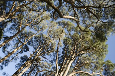 Ağaçlar mavi gökyüzüne karşı