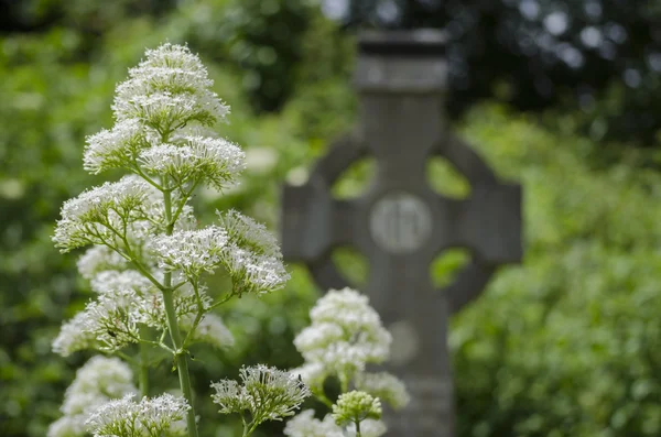 Flores brancas na sepultura — Fotografia de Stock