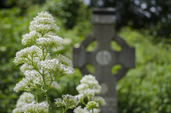 Witte bloemen op graf — Stockfoto