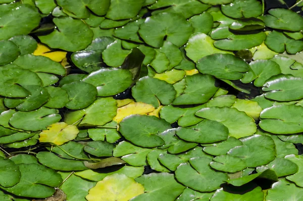 Lily pads på vatten — Stockfoto