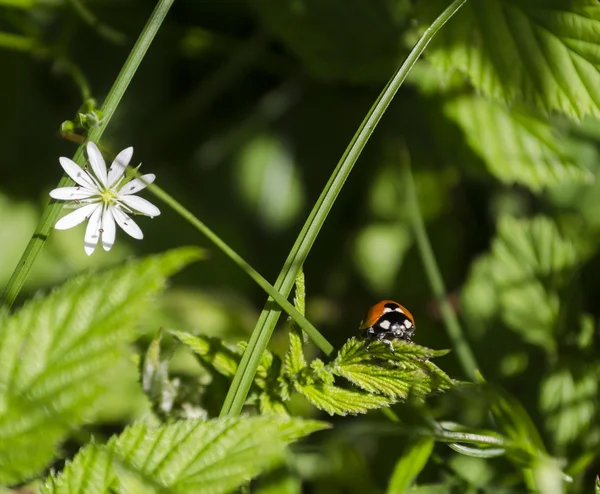 Hanımefendi böcek ve çiçek — Stok fotoğraf