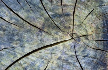 Ağaç halkaları detay