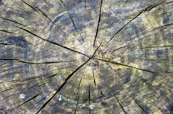 Tree rings detail — Stock Photo, Image
