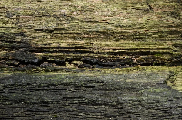 Weathered tree wood — Stock Photo, Image