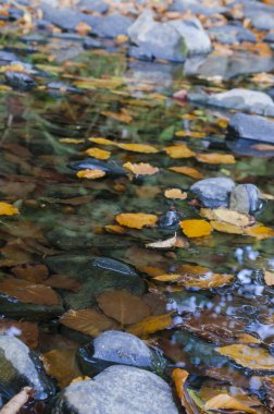 Sonbahar Suda Yapraklar