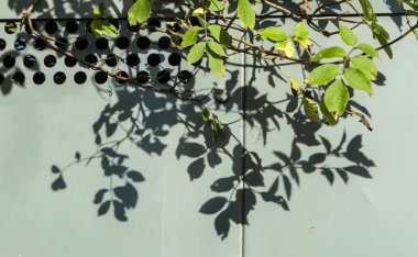 Yaprak gölgeler ile-metalleri