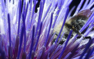 Arı polen besleme kaplı