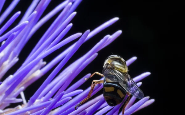 Wespe auf Blütenmakro — Stockfoto