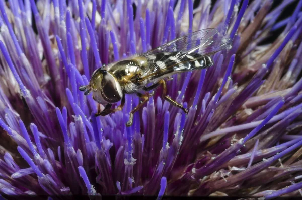 Wasp çiçek makro üzerinde — Stok fotoğraf