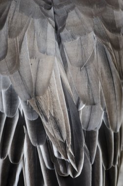 Bird wing detail texture