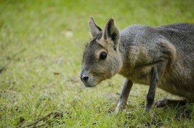 Dolichotis patagonum veya Patagonya mara
