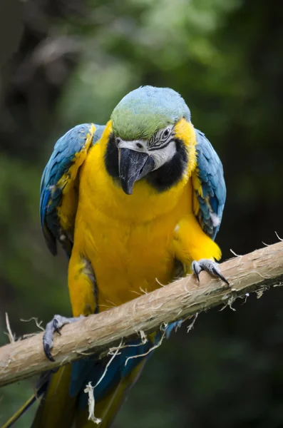 Guacamayo en una rama — Foto de Stock