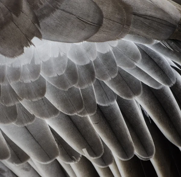 Vogel vleugel detail textuur Stockfoto