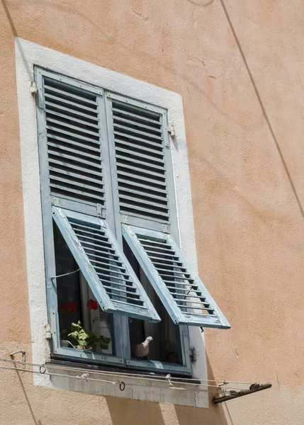 Seagull in the shade of a shutter — Stock Photo, Image
