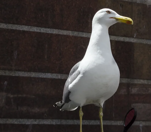 Albatroz no Sol — Fotografia de Stock