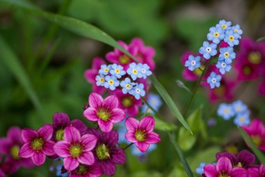 renkli çiçek kolorowe kwiaty