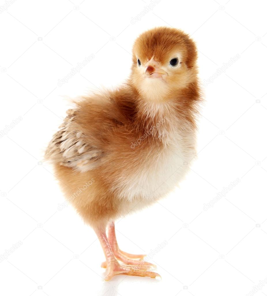 Easter chick isolated on white