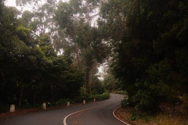 Yoğun bir sabahta Yoğun Orman 'da kıvrımlı Dağ Yolu. Yüksek kalite fotoğraf